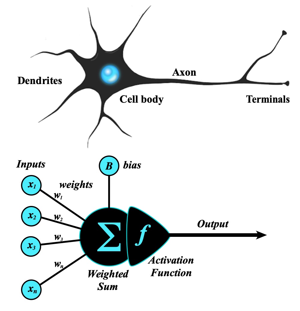 Biological Neuron vs Artificial Perceptron